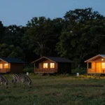 Lodges en bois éclairés au crépuscule avec des zèbres dans la prairie au premier plan