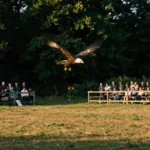 Pygargue en vol libre au dessus de l'arène herbeuse pendant le spectacle de rapaces